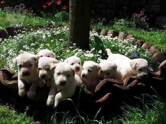 PoulaTo: Kαλή τιμή!!!.Πουλάω όμορφα κουτάβια ράτσα LABRADOR RETRIEVER- Λαμπραντορ Ριτριβερ – 250 euro